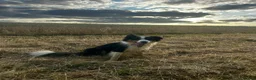 Border Collie dogs for sale: Border Collie Puppies  in Chipping Norton - Advert 2