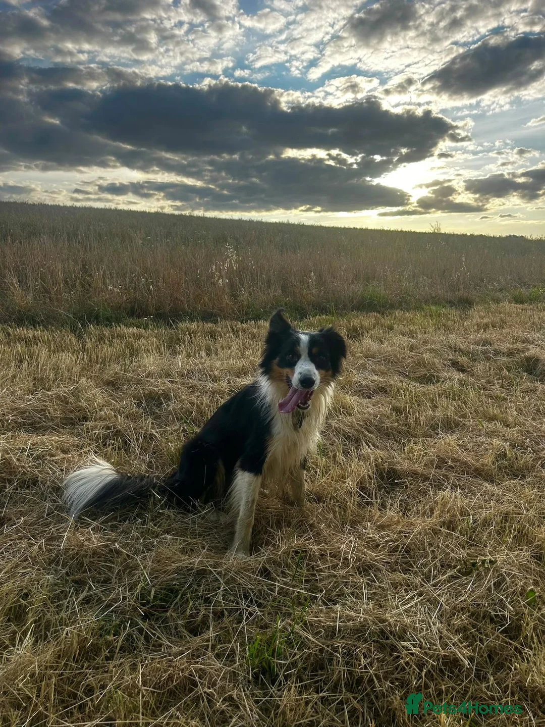 Border Collie dogs for sale: Border Collie Puppies  in Chipping Norton - Advert 2