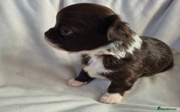 Chihuahua dogs for sale: 4 KC CHIHUAHUA GIRLS  - Image 4