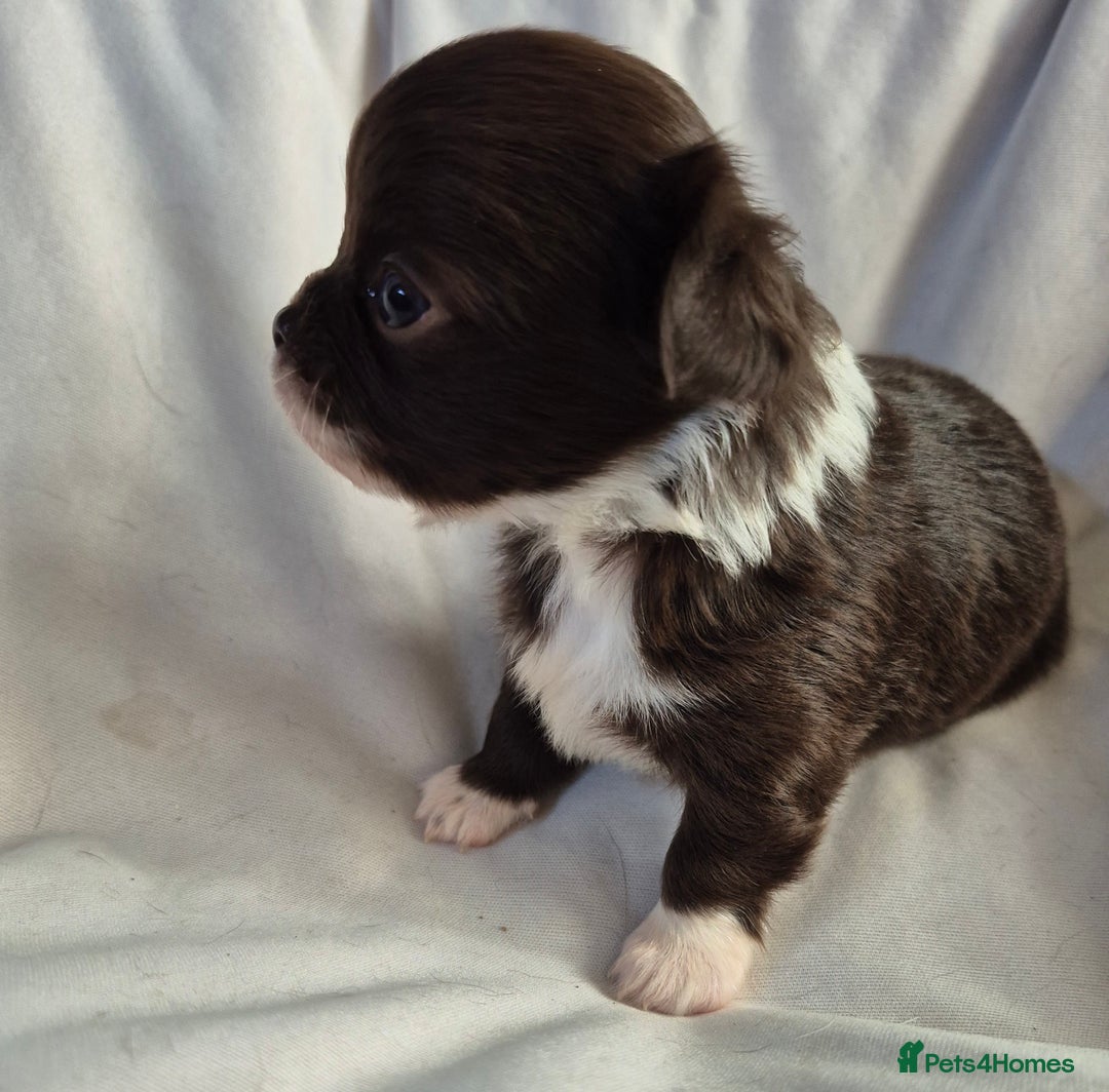 Chihuahua dogs for sale: 4 KC CHIHUAHUA GIRLS  - Image 4