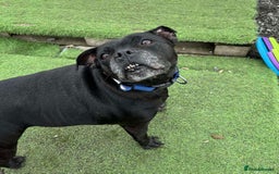 Staffordshire Bull Terrier dogs for adoption: PUDGY – Can’t wait to meet her people!! - Image 6