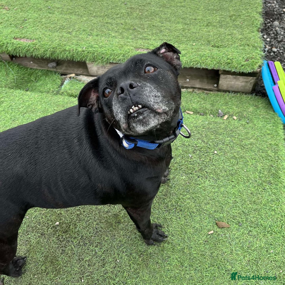 Staffordshire Bull Terrier dogs for adoption: PUDGY – Can’t wait to meet her people!! - Image 6