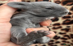 Mini Lop rabbits for sale: Rabbits for sale  - Image 6