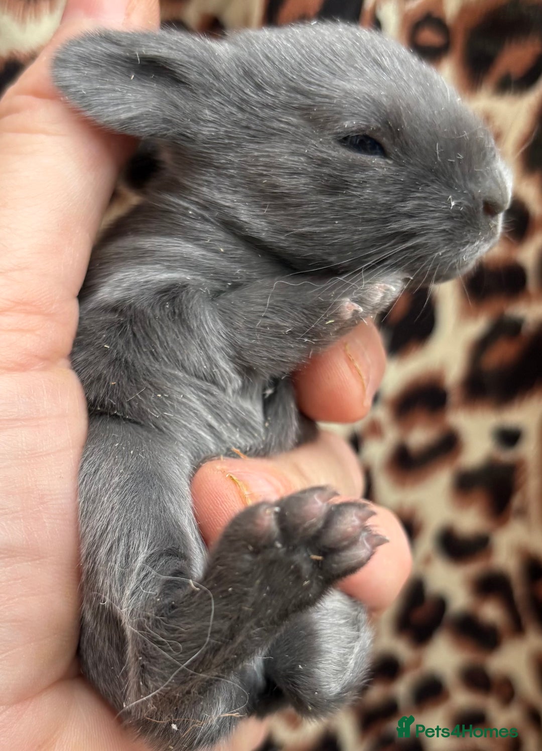 Mini Lop rabbits for sale: Rabbits for sale  - Image 6
