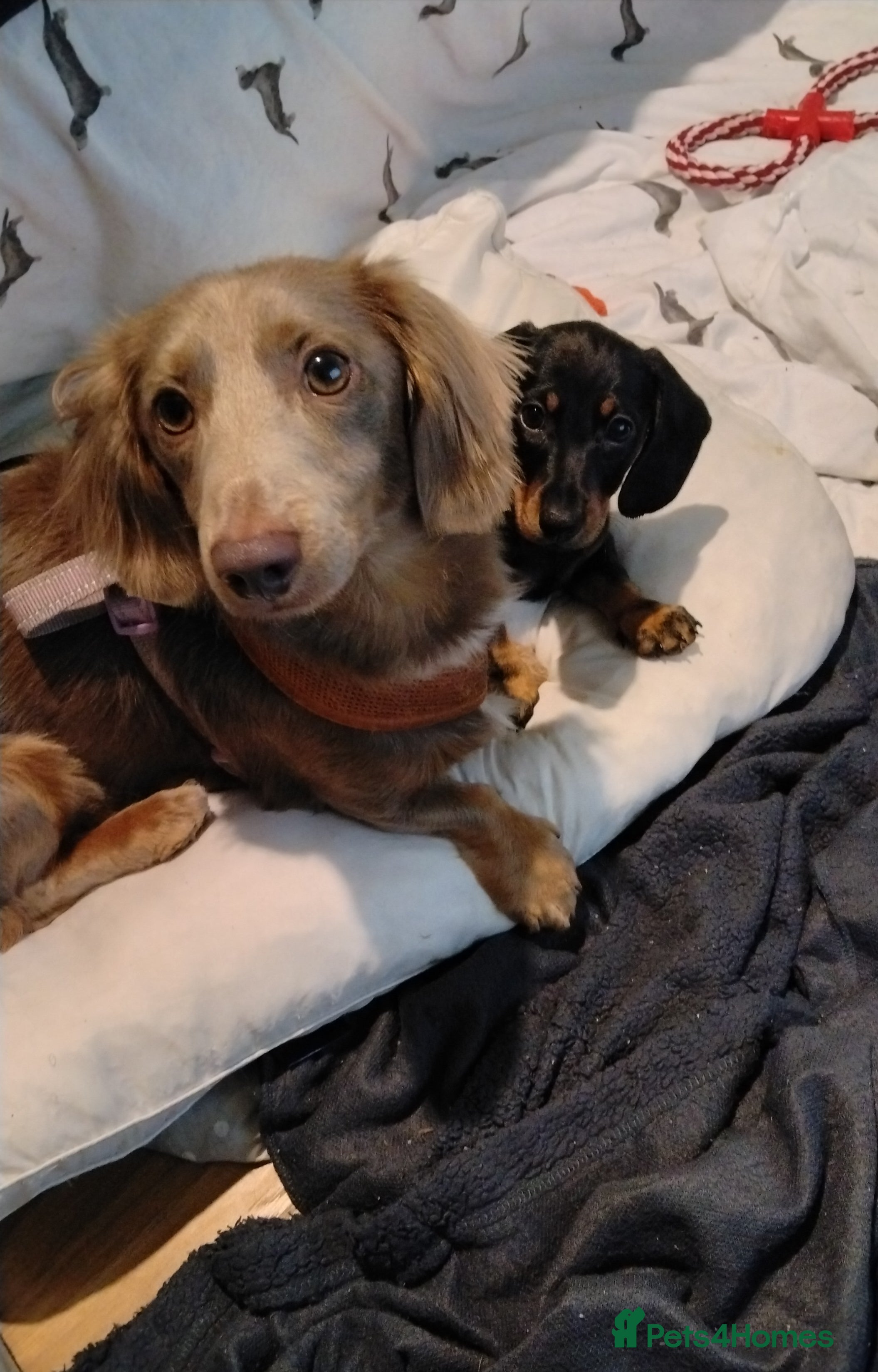 Dachshund dogs Stunning litter of miniature dachshund puppies - Advert 2