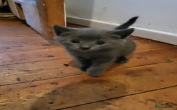 British Shorthair cats for sale: Lovely kittens so playfull  - Image 4