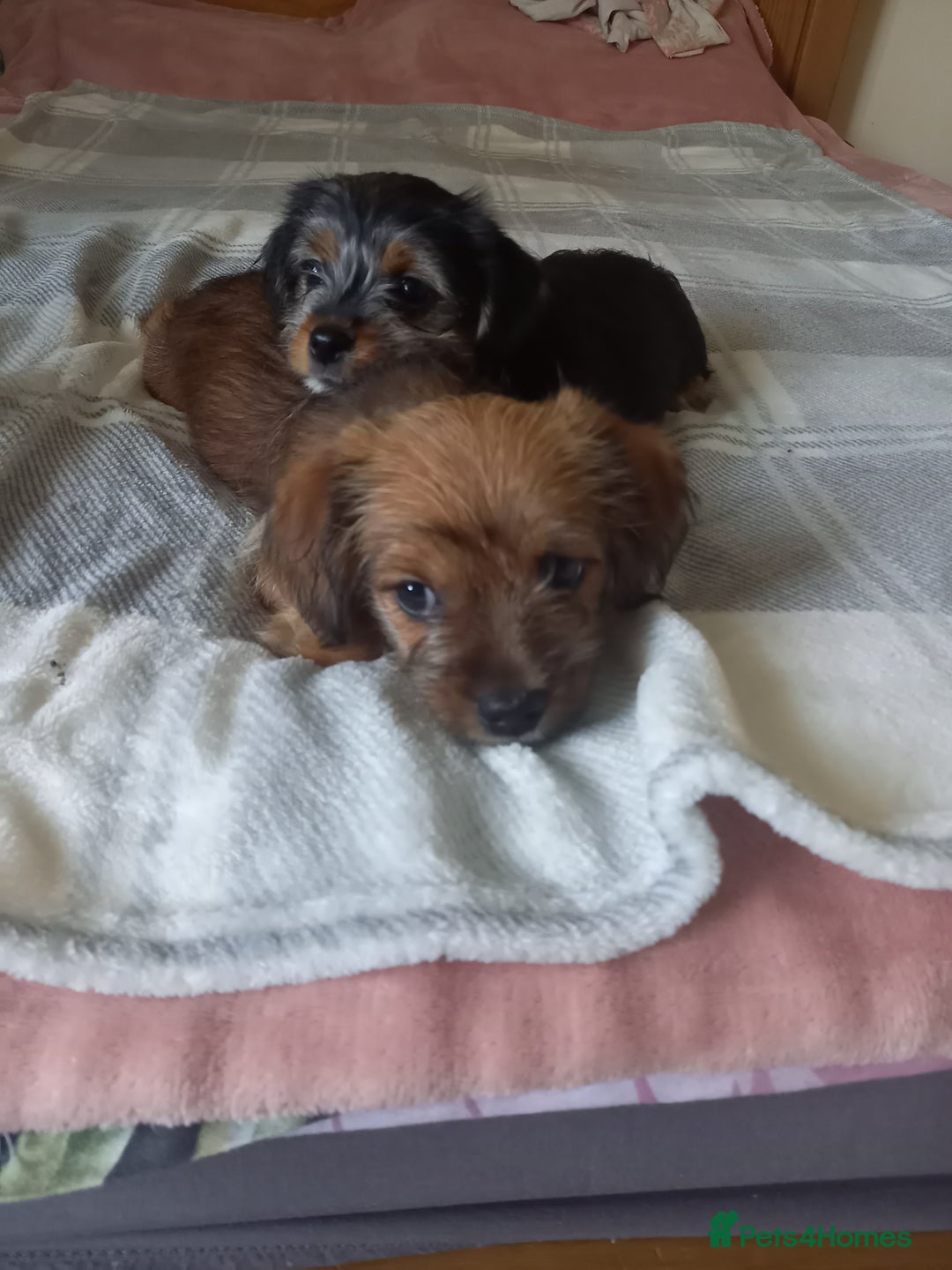 Mixed Breed dogs for sale: 💞 Beautiful Yorkie Russel Puppies 💞 - Image 6