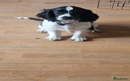 Cocker Spaniel dogs for sale: Show cocker pups - Image 7