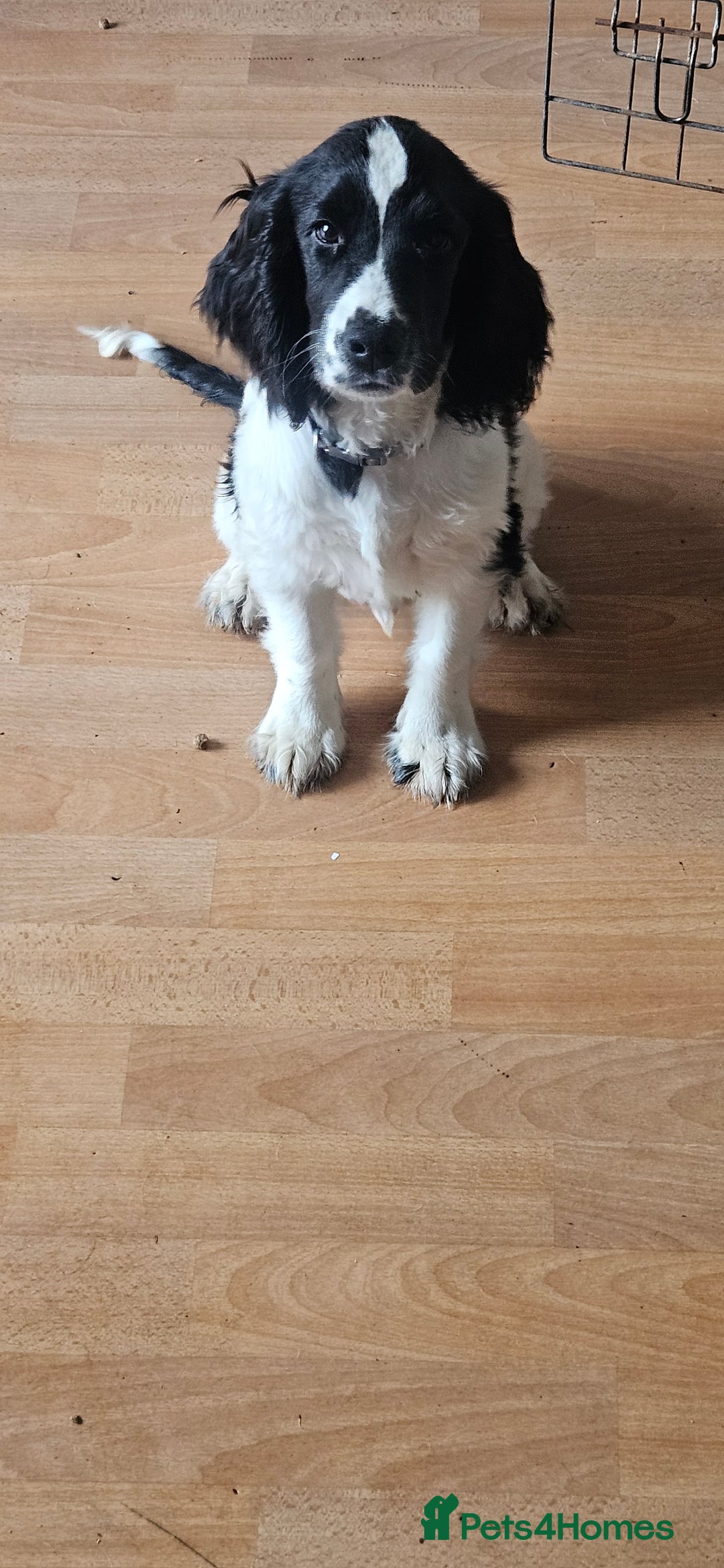 Cocker Spaniel dogs for sale: Show cocker pups - Image 7