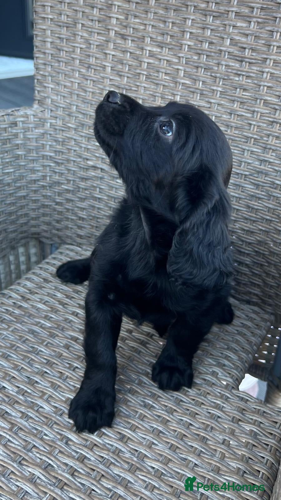 Cocker Spaniel dogs cocker spaniel  - Advert 2