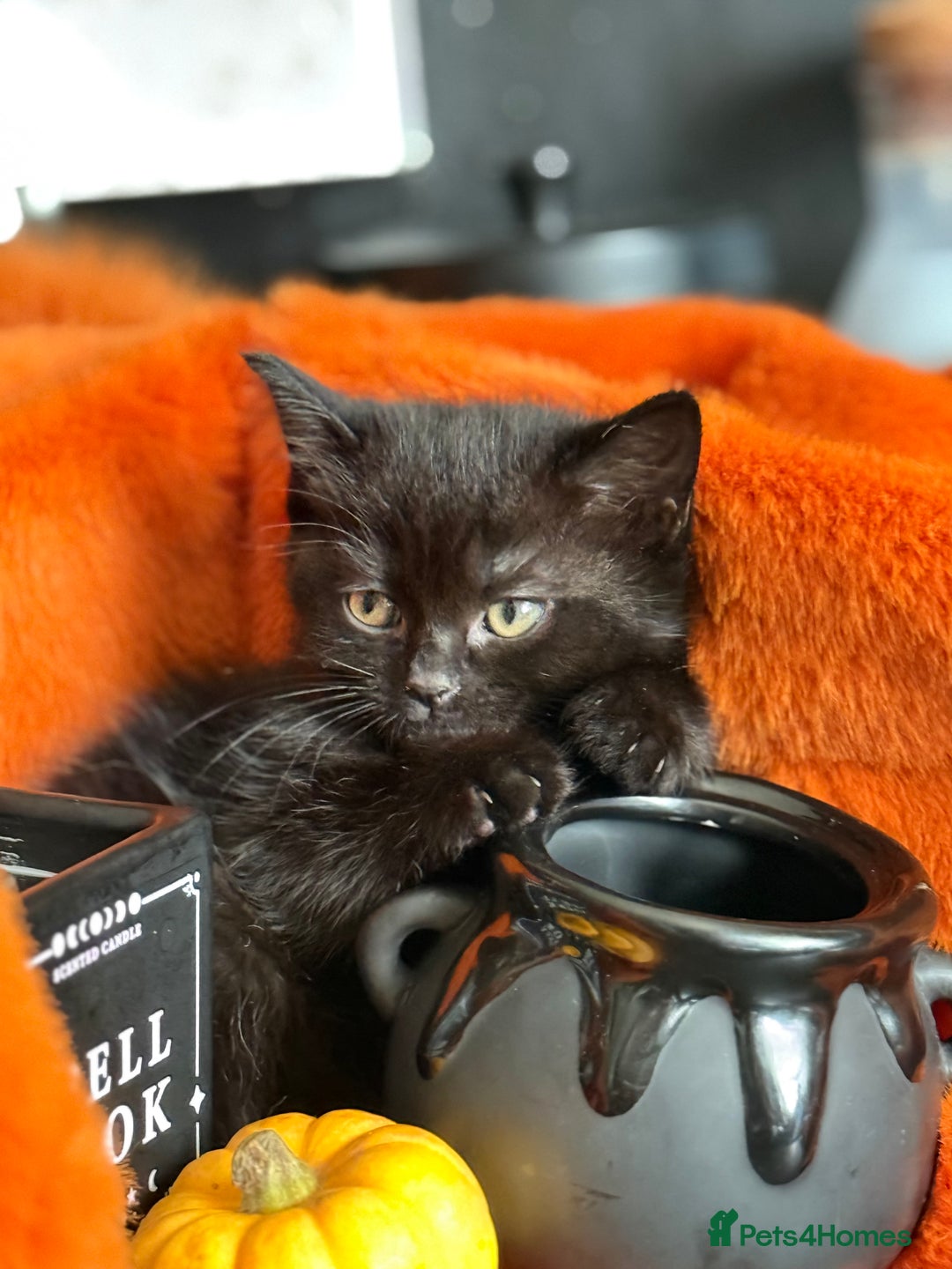 RagaMuffin cats for sale: Black Ragamuffin Kittens - Image 10
