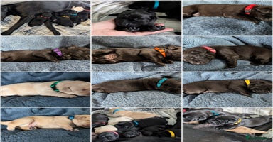 Labrador Retriever dogs - Advert 11