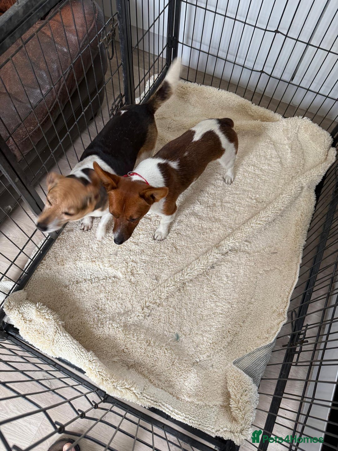 Jack Russell dogs for sale: Full breed jack Russell puppies for sale - Image 6