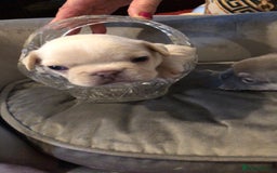 French Bulldog dogs for sale: French Bulldog Puppies - Image 8