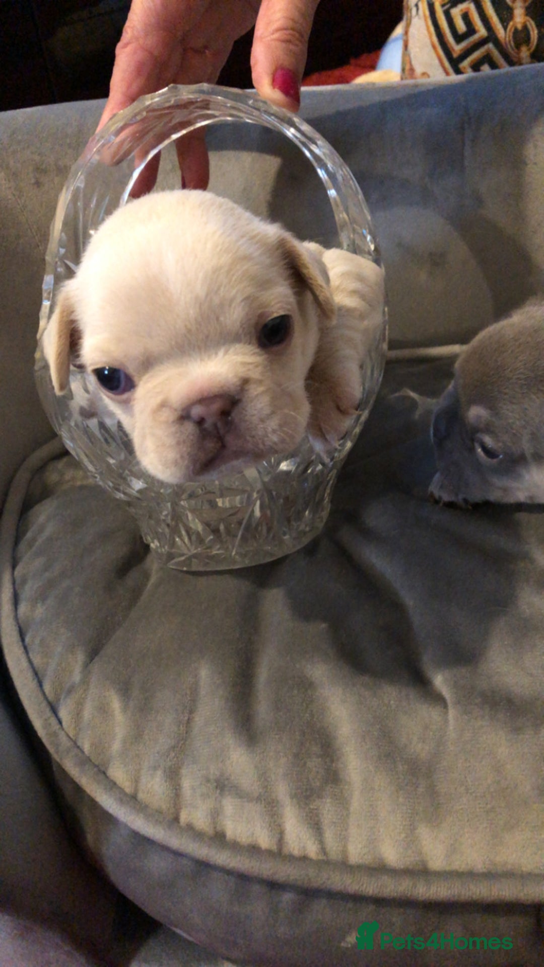 French Bulldog dogs for sale: French Bulldog Puppies - Image 8