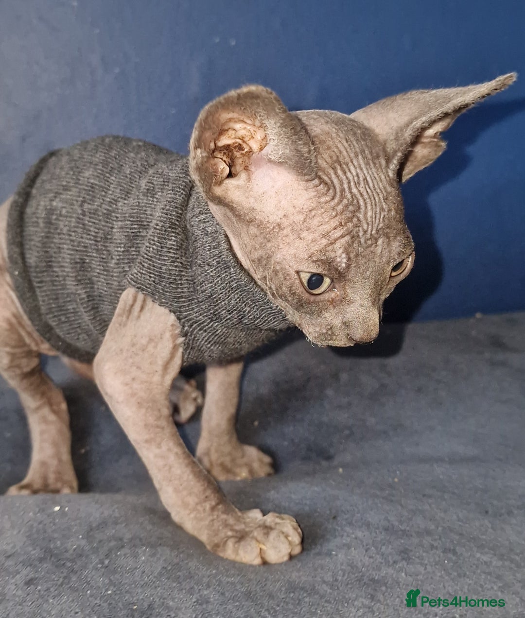 Sphynx cats for sale: Gorgeous Canadian Sphynx kittens - Image 7