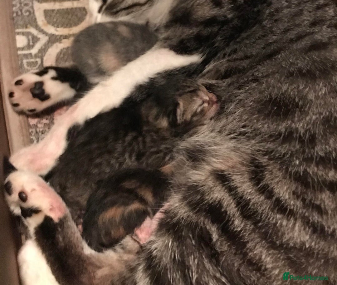 Mixed Breed cats for sale: Kittens for sale bradford  - Image 5