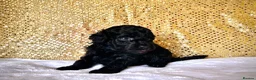 Miniature Poodle dogs for sale: 🌟Stunning Mini Poodles🌟CHAMPION LINES, DNA CLEAR - Advert 1
