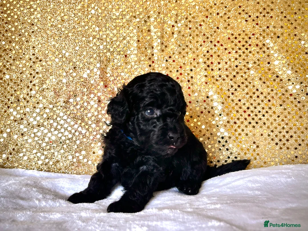 Miniature Poodle dogs for sale: 🌟Stunning Mini Poodles🌟CHAMPION LINES, DNA CLEAR - Advert 1