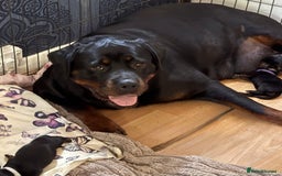 Rottweiler dogs for sale: 🔥2 chunky KC REGISTERED Rottwieler puppies 🔥 - Image 7