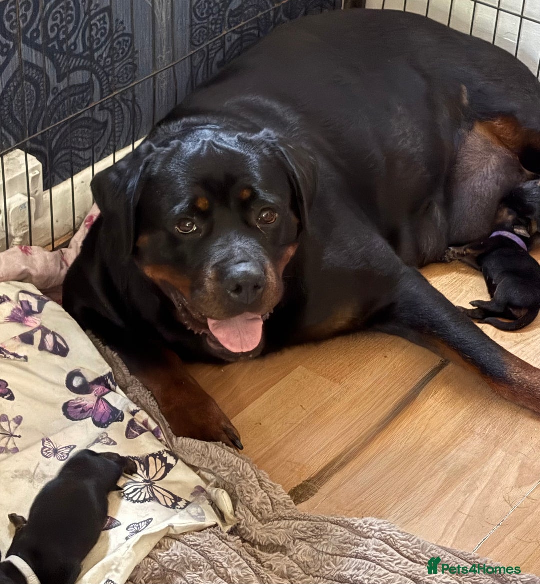 Rottweiler dogs for sale: 🔥2 chunky KC REGISTERED Rottwieler puppies 🔥 - Image 7