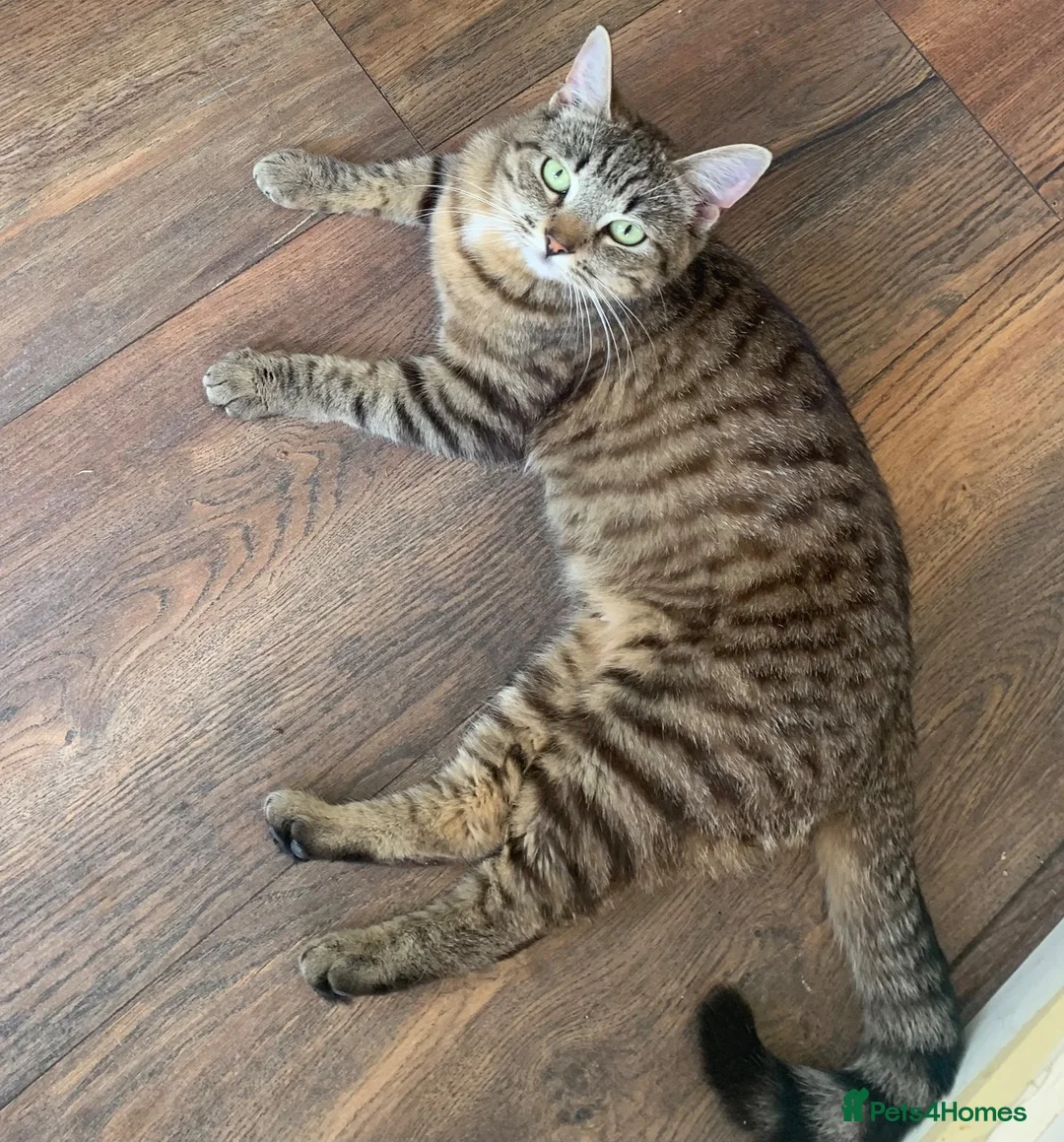 Mixed Breed cats for sale: Tabby Cat! - Advert 2