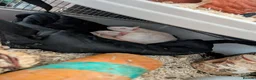 Rat rodents for sale: Three lovely ladies available  - Advert 8