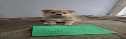 Mixed Breed dogs for sale: 7 Yorkie/pomeranian  puppies - Advert 14