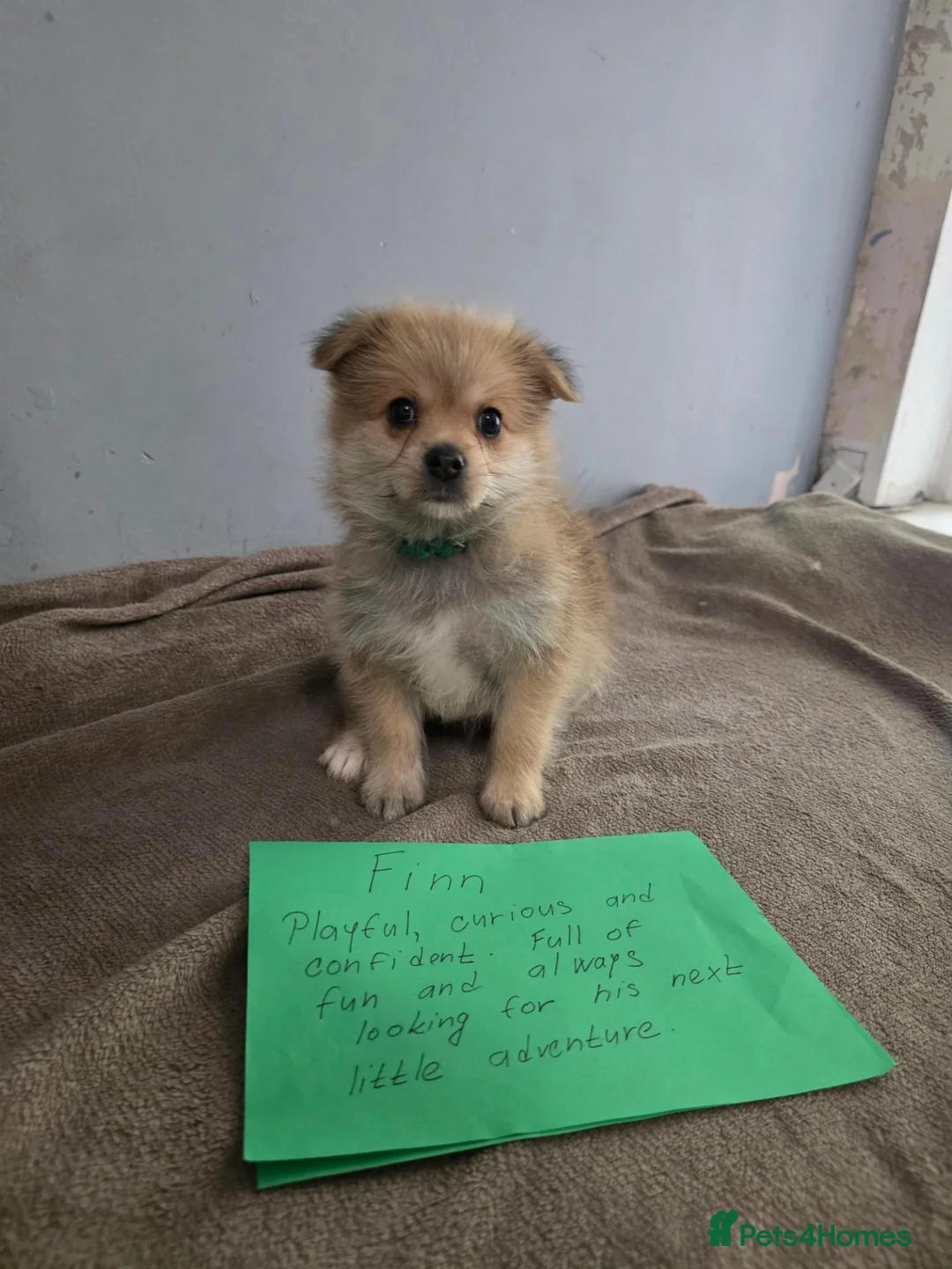 Mixed Breed dogs for sale: 7 Yorkie/pomeranian  puppies - Advert 14