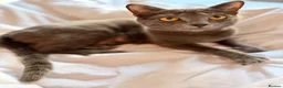 Mixed Breed cats for sale: Russian Blue Mix Kittens  - Advert 6