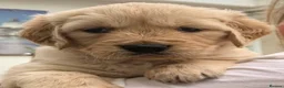 Golden Retriever dogs for stud: Beautiful KC-Reg Golden Retriever Stud (proven) - Advert 20