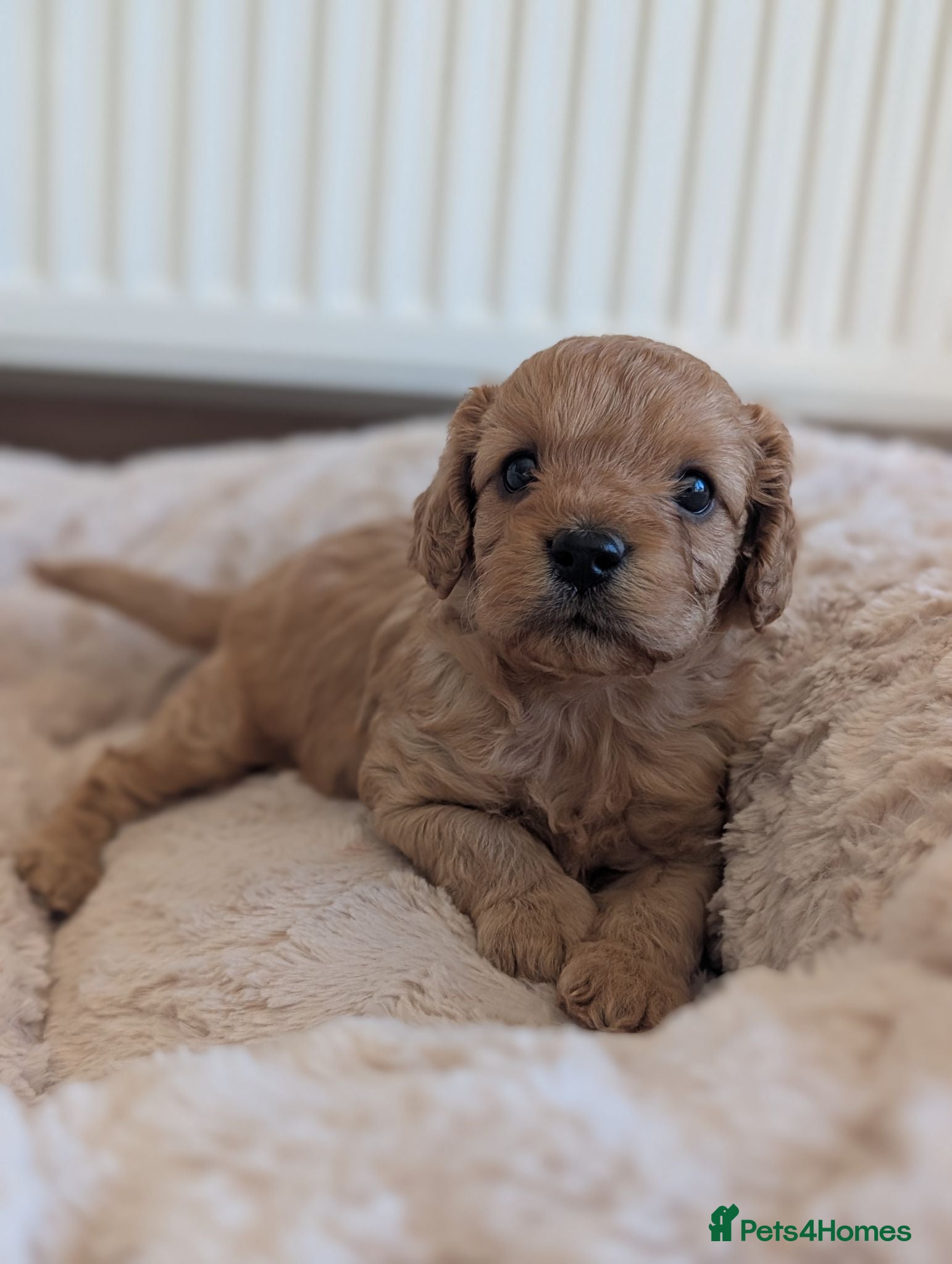 Cavapoo dogs 🌟 F1 Cavapoo Puppies –  Health Tested Parents - Advert 1