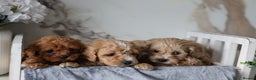 Cavapoo dogs for sale: F1 Cavapoos Ready 22nd December 🐾💕 - Advert 13
