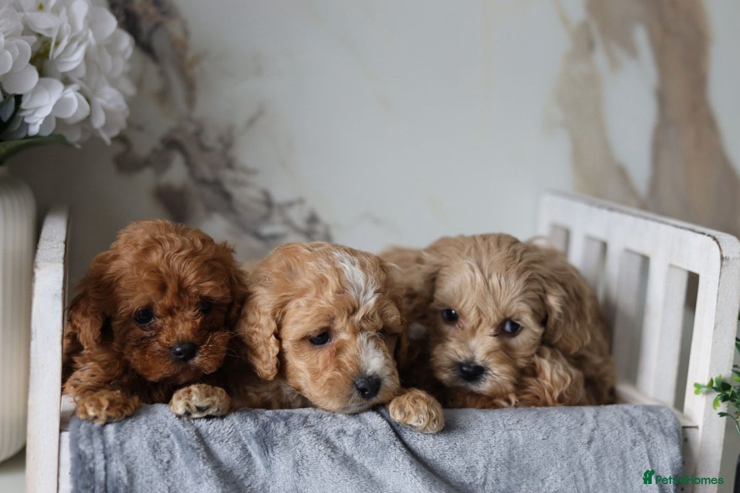 Cavapoo dogs for sale: F1 Cavapoos Ready 22nd December 🐾💕 - Advert 13