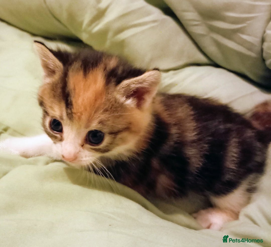 Mixed Breed cats for sale: 3 beautiful kittens  - Advert 7