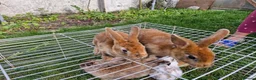 Mixed Breed rabbits for sale: bunnies in Plymouth - Advert 7