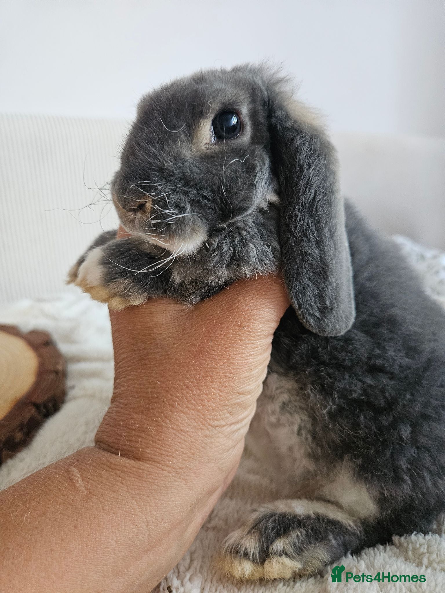 Mini Lop rabbits Ready now Pure bred Mini Plush Lops SUFFOLK PLUSH - Advert 1