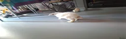 Mixed Breed rabbits for sale: Mixed dwarf lops/blanc de hotot in Derby - Advert 3