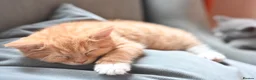 British Shorthair cats for sale: 3 Lovely, Fluffy Little Kittens - Ready To Go - Advert 14