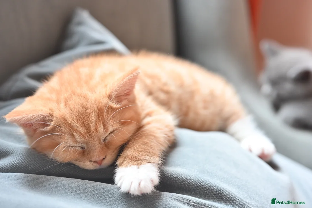British Shorthair cats for sale: 3 Lovely, Fluffy Little Kittens - Ready To Go - Advert 14