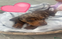 Dachshund dogs for sale: Gorgeous Dachshund Puppies - Image 12