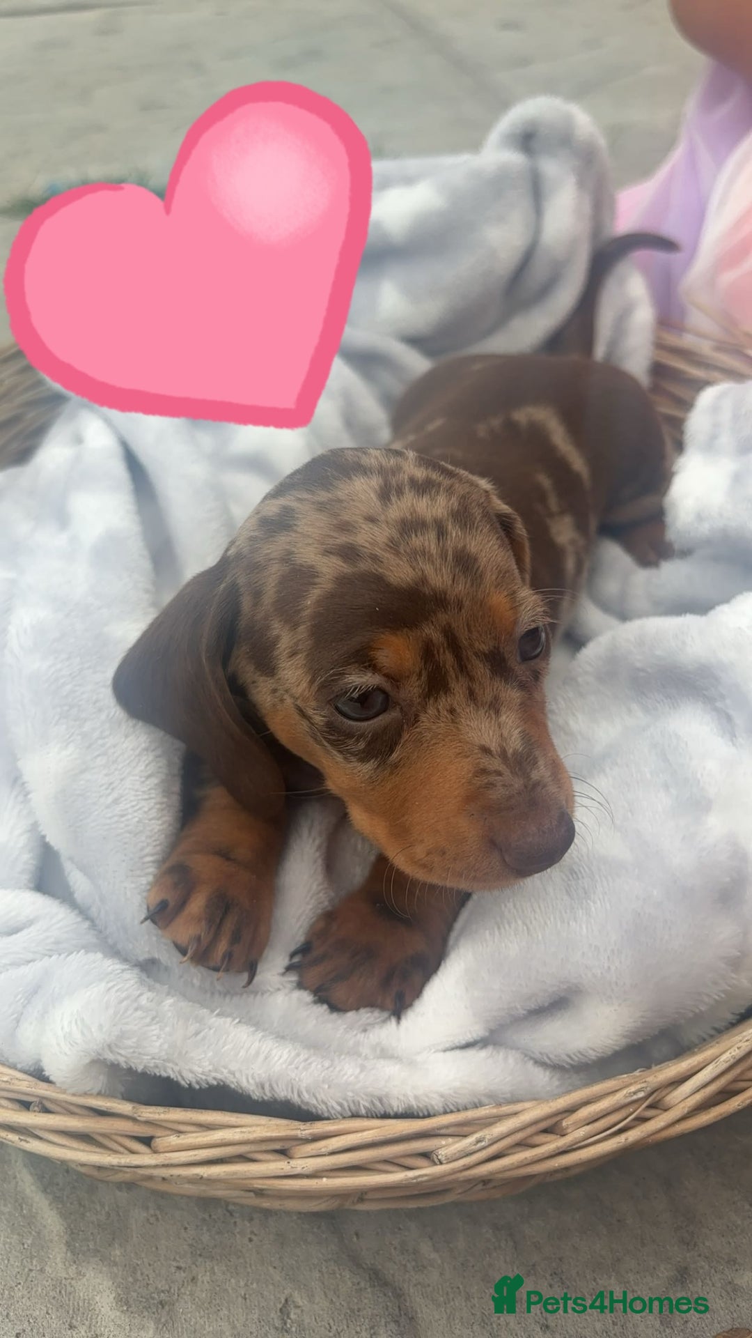 Dachshund dogs for sale: Gorgeous Dachshund Puppies - Image 12