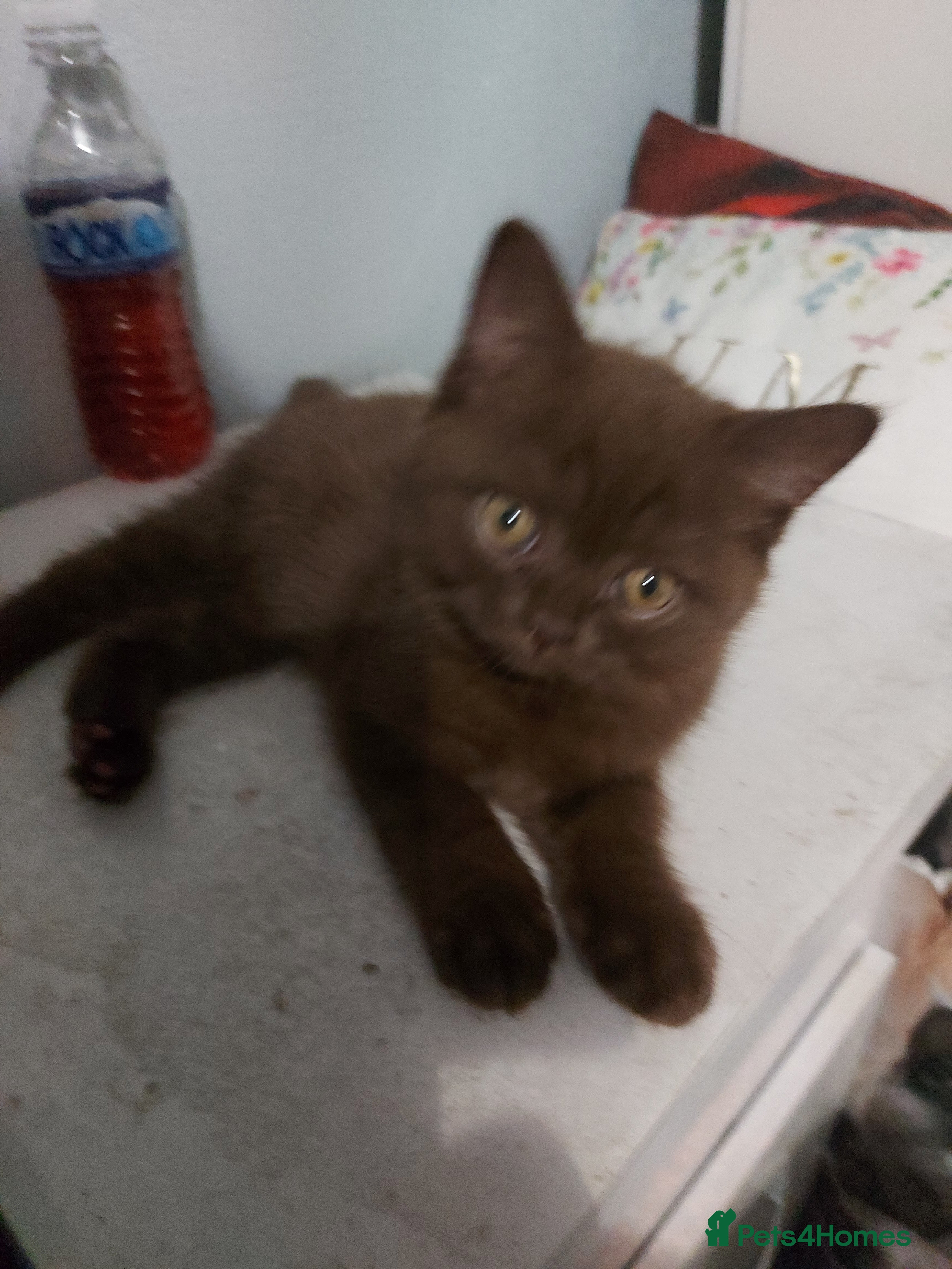 British Shorthair cats Kitten  - Advert 2
