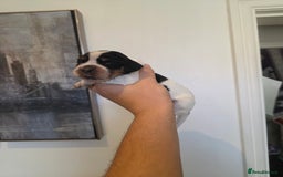 Cocker Spaniel dogs for sale: Kc registered mixed litter - Image 18