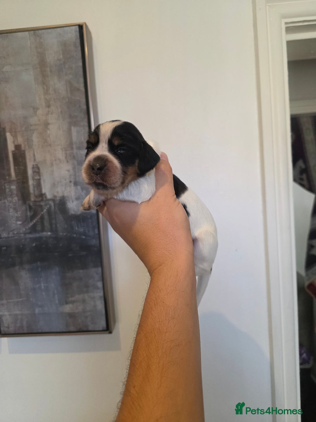 Cocker Spaniel dogs for sale: Kc registered mixed litter - Image 18