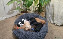 Cockapoo dogs for sale: Cockapoo Puppies Extensive Health Tested - Image 21
