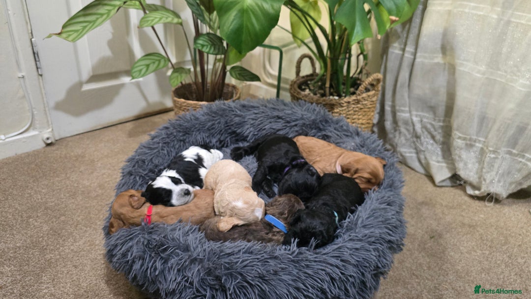 Cockapoo dogs for sale: Cockapoo Puppies Extensive Health Tested - Image 21