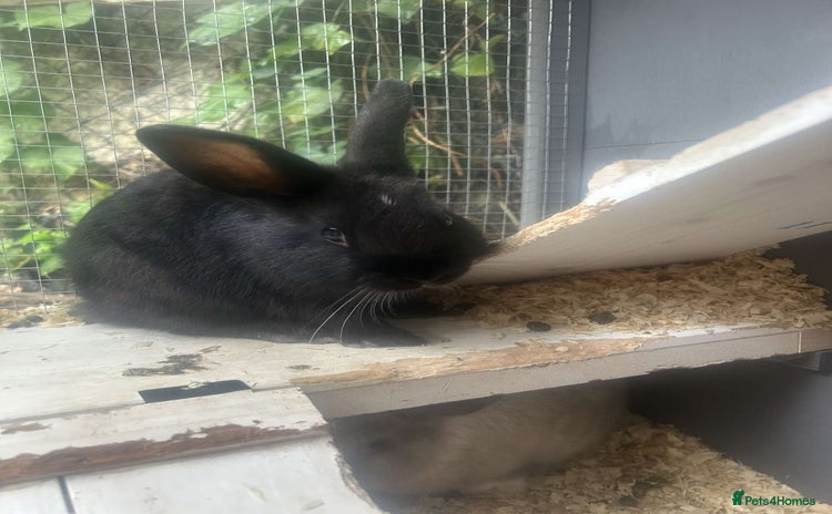 Netherland Dwarf rabbits - Advert 5