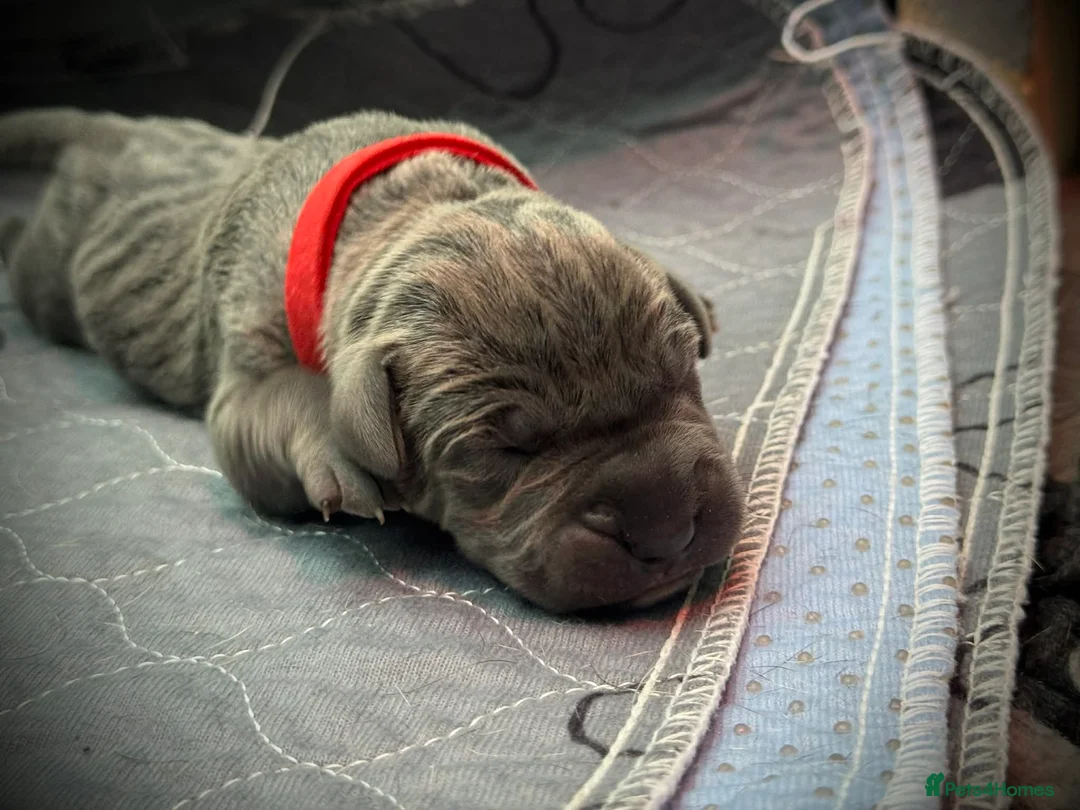 Cane Corso dogs for sale: 🐾 PatoSquad Cane Corso – Premium Litter 🐾 - Advert 16