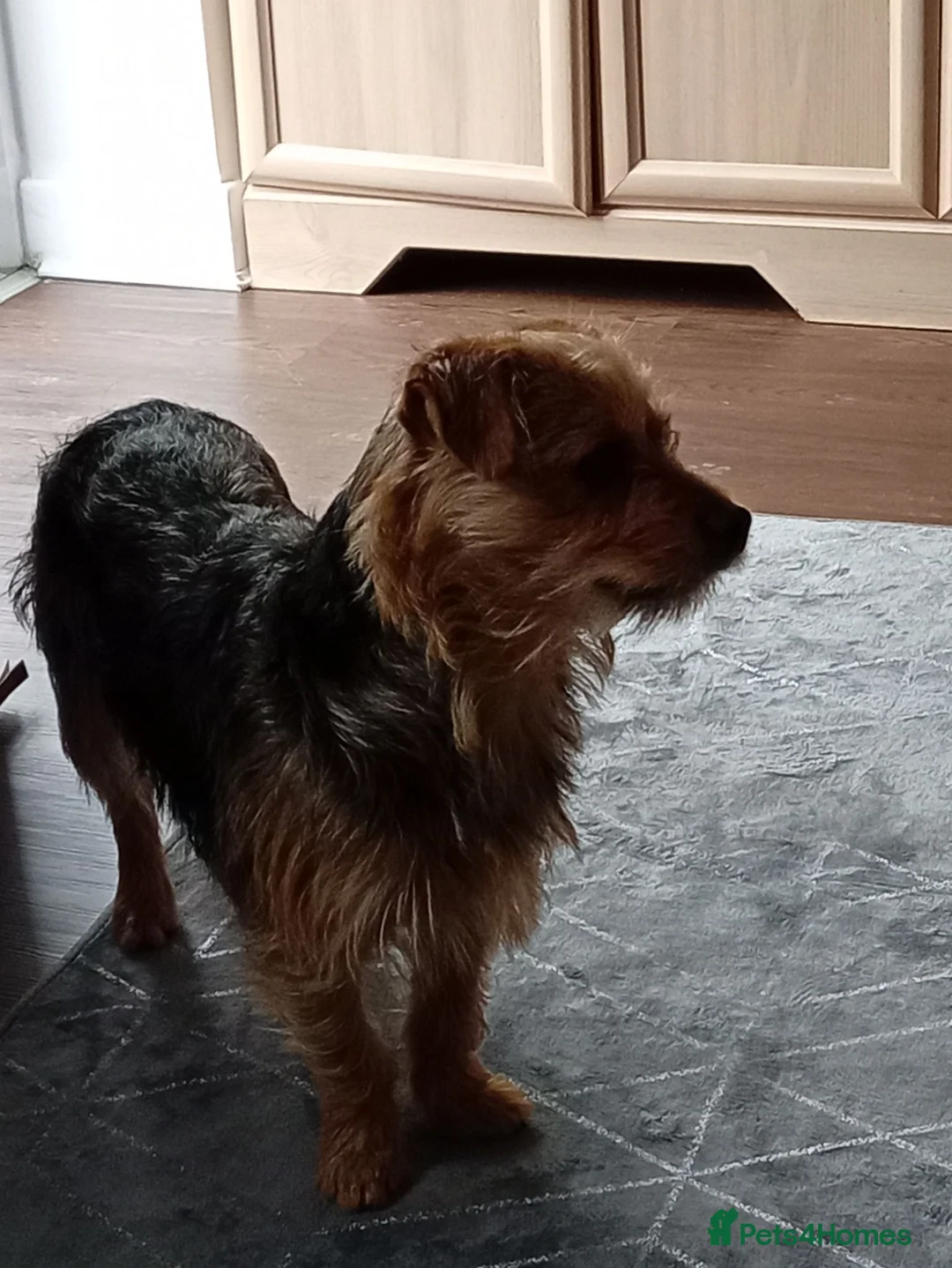Mixed Breed dogs for sale: Skippy & ginger - Advert 4